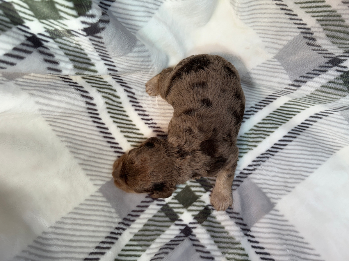 Merle Male Cockapoo Puppy for Sale DOB 10-24-2025 $950